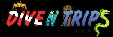 Логотип Dive n trips